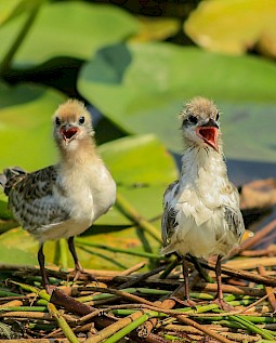 Common Terns growing up, but still super cute !