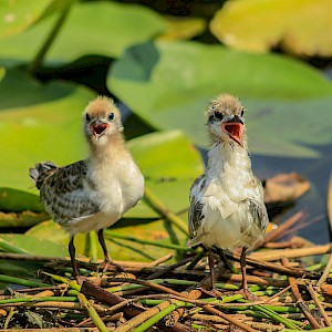 Common Terns growing up, but still super cute !