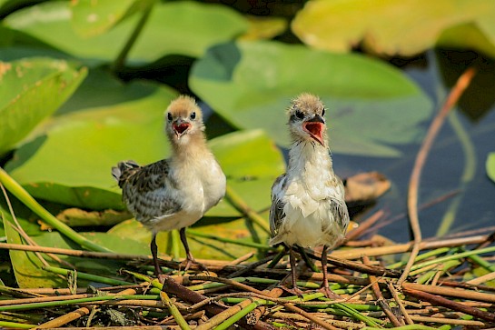 Observation des oiseaux