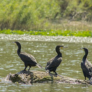 Nice birdwatching moment captured on Skadar Lake