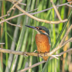 Love the colours of a Kingfisher